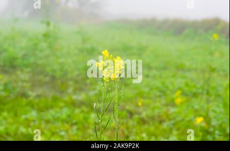 Close up de gouttes de rosée sur les Fleurs de rassembler des crucifères ou Brassicacées fleurs dans un champ avec arrière-plan flou,punjab,le Pakistan. Banque D'Images