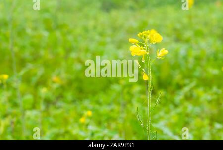 Close up de gouttes de rosée sur les Fleurs de rassembler des crucifères ou Brassicacées fleurs dans un champ avec arrière-plan flou,punjab,le Pakistan. Banque D'Images