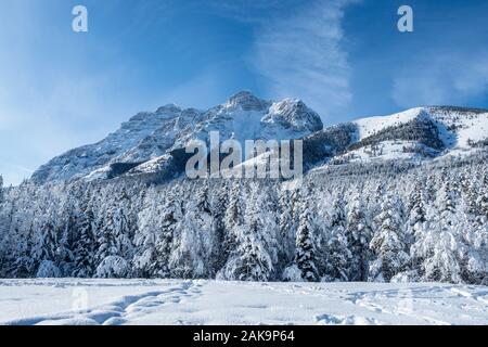 Pins et montagnes Rocheuses, dans une vallée couverte de neige pendant un matin d'hiver avec un ciel bleu clair à Kananaskis, Canada Banque D'Images