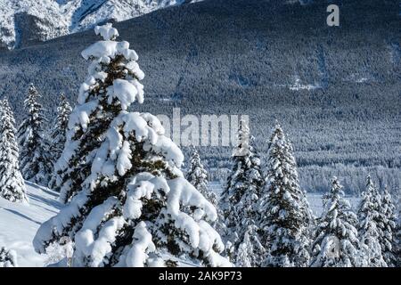 Détail de pins et montagnes dans une vallée couverte de neige pendant un matin d'hiver Banque D'Images