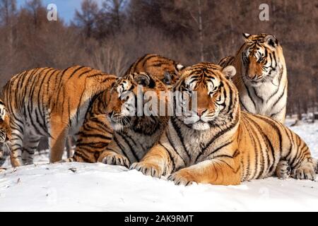 Tigres de Sibérie dans le parc de conservation du tigre dans la province de Heilongjiang, Hailin, nord-est de la Chine Banque D'Images