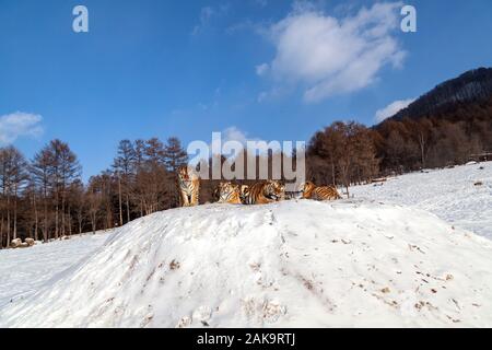 Tigres de Sibérie dans le parc de conservation du tigre dans la province de Heilongjiang, Hailin, nord-est de la Chine Banque D'Images