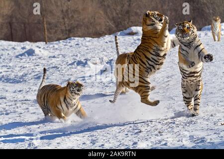 Tigres de Sibérie dans le parc de conservation du tigre dans la province de Heilongjiang, Hailin, nord-est de la Chine Banque D'Images