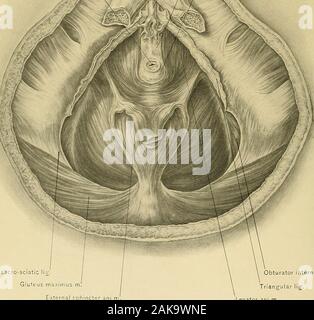 Anatomie chirurgicale : un traité sur l'anatomie humaine dans son application à la pratique de la médecine et de la chirurgie. Grand sciatique sacro-nnaximus ml lig Gluteus muscle obturateur externe Ephinc.w.lig triangulaire levator ani m. LEVATOR ANI MUSCLE PÉRINÉE MASCULIN OE,618 la fin de prostate urètre laclde3grand sciatique sacro-vesical caverneux fascia recto-espaces de la fistule vesico-prostaticplexus de veines Banque D'Images