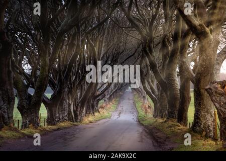 Au lever du soleil d'automne haies sombres avec du soleil entre les branches, le comté d'Antrim, en Irlande du Nord. Banque D'Images