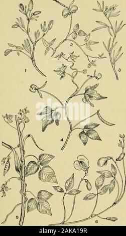 Un guide illustré pour les plantes à fleurs de l'Atlantique centre et états de la Nouvelle-Angleterre (sauf les graminées et carex) la description en langage familier . largement en forme d'oeuf, Li à 3 in. de long, aigu à l'apex, arrondies à la base. Les grappes de fleurs, étroit, long looseflowered. Fleurs violet clair. Pod environ 2 po de longueur, avec compresseddark graines mauve. Commun. Juillet-sept. 2. P, helvolus, L. (Fig. 2, pi. S3.) Des haricots sauvages. (Phostylcs hclvola-Stro, Britton.) La tige mince, en retrait, de 2 à 8 pi. de long, ratherrough-velues, l^eaflets en forme d'oeuf, aigu ou obtus au sommet. Tiges de fleurs Banque D'Images