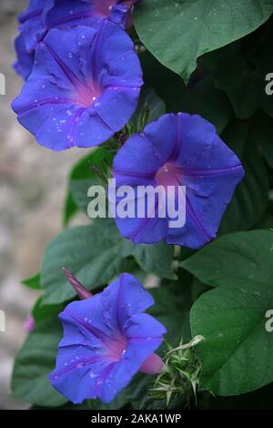 Bright blue morning glory (Ipomoea) avec des gouttes de pluie sur la Grand Rue, Minerve, Hérault, Occitanie, France Banque D'Images