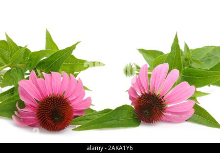 Coneflower isolated on white Banque D'Images