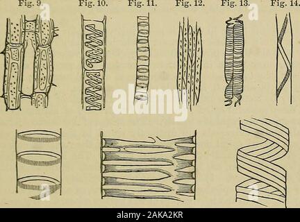 La physiologie de la circulation dans les plantes : dans les animaux inférieurs, et dans l'homme : être un cours de conférences prononcées au hall des chirurgiens au président, les gars, l'ETCOF Collège Royal des Chirurgiens d'Édimbourg, à l'été 1872 . il pratique dans les animaux, dans la mesure où dans leur tissuesthe ultime l'avancement et le recul, les courants visés à l existe toujours. Comme c'est la nature et la marche générale de la circulation inplants, naturellement nous tourner notre attention vers les canaux et forcesby où la circulation est inauguré et maintenu. Dans les usines cellulaires, tels que les champignons et li Banque D'Images