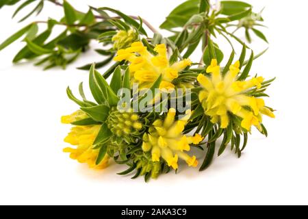 Anthyllis vulneraria fleurs isolé sur fond blanc Banque D'Images