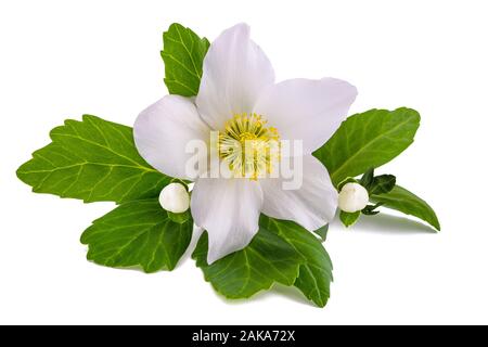 L'hellébore fleur (rose de Noël) isolated on white Banque D'Images