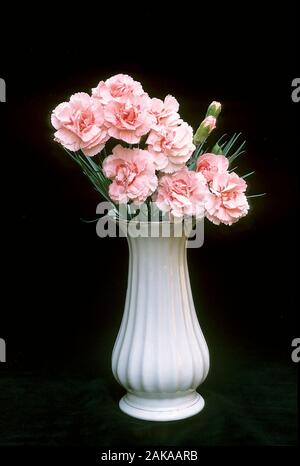 Un bouquet de Dianthus Doris dans un petit vase et placé sur un fond noir. Aussi appelé Carnation ou Rose. Banque D'Images
