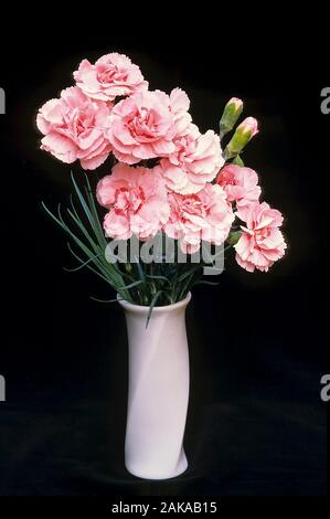 Un bouquet de Dianthus Doris dans un petit vase et placé sur un fond noir. Aussi appelé Carnation ou Rose. Banque D'Images