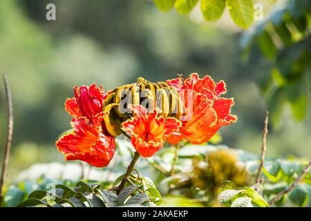 Spathodea est un genre de plantes à fleurs de la famille Bignoniaceae. Aussi comme african tulip tree, fontaine, arbre ou pichkari Nandi flamme. Banque D'Images