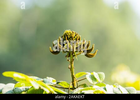 Les bourgeons de spathodea, genre dans la famille de plantes à fleurs Bignoniaceae. Aussi comme african tulip tree, fontaine, arbre ou pichkari Nandi flamme. Banque D'Images