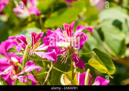 Fleurs rouge violacé de Bauhinia blakeana, communément appelé le Hong Kong orchid tree, un arbre de légumineuses du genre Bauhinia, avec de grandes feuilles épaisses et Banque D'Images