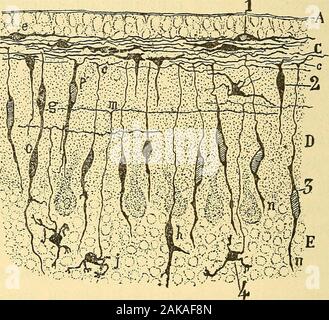 Les nouvelles idées sur la structure du système nerveux : chez l'homme et chez les vertébrés . lules de, Purkinje et lescellules ganglionnaires de la rétine, où elles apparaissentpresque en même temps que lexpansion ou tige principale  ; ici elles disparaissent et satrophient téléphonique totalement. Les grains du cervelet. - Ces cellules passent par des méta-morphoses extrêmement curieuses qui rappellent en partiecelles des corpuscules des ganglions rachidiens unipolaires. Le cervelet des mammifères nouveau-nés, souris ,. lapin ,chien, homme, etc., possède, on le sait, au-dessus de lacouche moléculaire une zone Banque D'Images