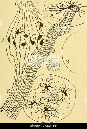 Les nouvelles idées sur la structure du système nerveux : chez l'homme et chez les vertébrés . Corpusculesdes : les ganglions sensitifs sont bipolaires chez les embryons demammifères tout comme chez les poissons adultes. Cela dimi-nue singulièrement la distance qui paraissait les séparer. Des deux agrandissements, plusgrêle Vinterne primitives generally, saccroît le long de la racine postérieure et pénètredans le cordon postérieur de la moelle, où comme nos observa-tions ont pu létablir, elle se bifurque pour constituer un autre unrameau ascendant et descendant ; nous avons pudécouvrir sur cette Banque D'Images