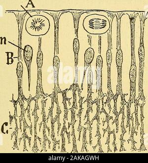 Les nouvelles idées sur la structure du système nerveux : chez l'homme et chez les vertébrés . unetrame daspect spongieux, dont les interstices serviront delieu de passage aux of fibres de la substance blanche(voile ou Randschleier marginal de son). Suivant son scé, enterre-sonnel seraient antérieurs à la formation des fibres;of their role serait donc très important, car ils représenteraient dessortes de canaux conducteurs préétablis par les extré- ÉVOLUTION DES CELLULES i6i of mités des axes cylindres seraient obligées de passer. Il nous asemblé cependant que les e Banque D'Images