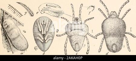 Orientations pour la collecte et à la préservation des insectes . -Tf,,inl,iili nouvellement éclos, lara -si/ naturelles.- indiqué par le point dans le cercle : c, cu.ii ; d c, varatcd^i-. u minute orange-rouge sphérique dans le grnnnd rggs (Fig. l.Ui^.. l-romthe&gt;e d'œufs, comme une rnhirged shou ii) C, il, et t- (les deux derniers être aeaied l.l'oeuf sliells«denier)-c la larve de six pattes, représenté à l&gt ;. Ces taches d'aremere et ramper sur activement, l'attache à thelocusts principalement à la base des ailes ou des veines le long de la haute.Ils subsistent avec le jus de leur hôte. Ils (irmly themselvesby m'attacher Banque D'Images