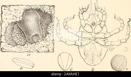 Orientations pour la collecte et à la préservation des insectes . FIG. Nothrus ovivorusPackard 135.-.. 1 K.. i :;ti. -tf,,inl,iili nouvellement éclos, lara -si/ naturelles.- indiqué par le point dans le cercle : c, cu.ii ; d c, varatcd^i-. u minute orange-rouge sphérique dans le grnnnd rggs (Fig. l.Ui^.. l-romthe&gt;e d'œufs, comme une rnhirged shou ii) C, il, et t- (les deux derniers être aeaied l.l'oeuf sliells«denier)-c la larve de six pattes, représenté à l&gt ;. Ces taches d'aremere et ramper sur activement, l'attache à thelocusts principalement à la base des ailes ou des veines le long de la haute.Ils subsistent sur les jus de Banque D'Images