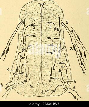 Les nouvelles idées sur la structure du système nerveux : chez l'homme et chez les vertébrés . e et celles de la névroglie. Cellules germinales et neurohlastêsj cylindreaxe et développement du. - Il occurs when the médullaire, sillon sest fermé pour 15 EVOLUTION OF DES CELLULES se constituer en conduit, un épaississement des parois de lamoelle embryonnaire et en même temps se produit dans celles-ci une importante différenciation. Un grand nombre des cellules germinales émigrent vers lamoitié de la paroi périphérique médullaire ; poignée leurtrajet, elles se transforment en neurohlas Banque D'Images