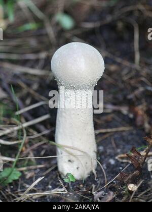 Handkea excipuliformis, connu comme le pilon ou vesse-de vesse-de longue tige, champignons de la Finlande Banque D'Images