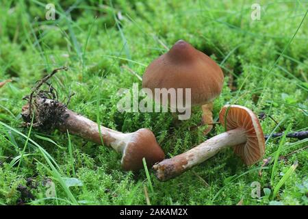 Cortinarius hinnuleus Webcap terreux, connu sous le nom de champignons sauvages de la Finlande, Banque D'Images
