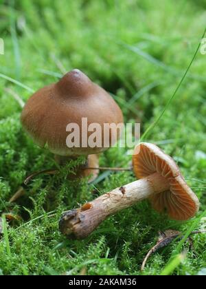 Cortinarius hinnuleus Webcap terreux, connu sous le nom de champignons sauvages de la Finlande, Banque D'Images