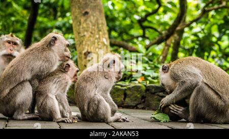 L'ouverture de la noix de coco, les macaques à longue queue, Macaca fascicularis, dans la forêt des singes sacrés, Ubud, Indonésie Banque D'Images