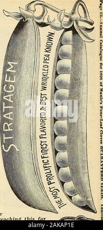 La Maule Seed Catalogue : 1896 . elle seulement pour une singlepacket. Paquet, 10 cts ; pinte, 30 cts.;quait. 50 cts ; 2 quarts, 90 cts.YORKSHIRE HERO-une splendidlarge pois de moelle, de plus en plus de 2pieds de haut  ; dispose d'une ramification, et d'une large;au porteur de bonne qualité et les gousses garder un long moment beforebecoming dur. Pkt., lOc ; pt., 25c. ; qt., 40cDWARF IMPERIAL BLEU, un favonte foreither-tri usage privé ou pour des jardiniers. Les gousses sont largeand bien rempli, et quand sont excessivement erence.tendre la drv les pois sont vendus en grandes quantités inour marché pendant la saison d'hiver. Pkt., lOc ; pt., 2UC. ; qt., 3 Banque D'Images