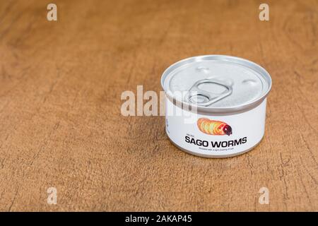 Tin des insectes comestibles / nouveauté - alimentaire vers / Rhyncophorus ferrugineus sagou. Concept d'insectes comme nourriture humaine, l'entomophagie, manger bugs insectes. Banque D'Images