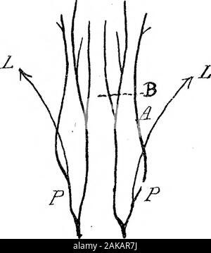 L'anatomie et la morphologie des feuilles et des inflorescences de Welwitschia mirabilis . ISO o J5. Banque D'Images