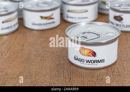 Tin des insectes comestibles / nouveauté - alimentaire vers / Rhyncophorus ferrugineus sagou. Concept d'insectes comme nourriture humaine, l'entomophagie, manger bugs insectes. Banque D'Images