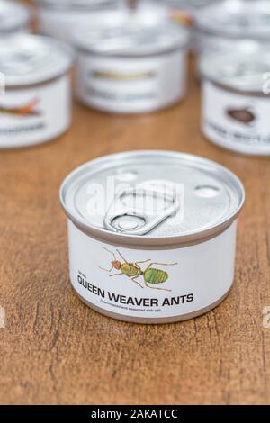 Tin des insectes comestibles / nouveauté - alimentaire / Fourmis Oecophylla smaragdina. Concept d'insectes comme nourriture humaine, l'entomophagie, manger bugs insectes. Banque D'Images