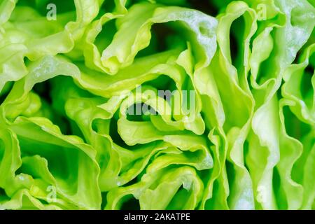 Salade de laitue verte fraîche - Vue de dessus Banque D'Images