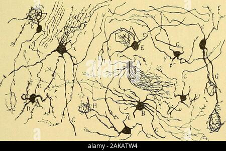 Les nouvelles idées sur la structure du système nerveux : chez l'homme et chez les vertébrés . ES CENTRAUX 135 Le vague des affirmations de Koelliker et limportance no-toire du problème nous conduisirent à faire pour notre comptequelques recherches dans les ganglions sympathiques delembryon du poulet (fig. 32 et 34). Ces recherches nous ontpermis d^établir différents faits anatomiques de quelque im-portance, à savoir : 1. Les cellules sont sympathiques ; ellesoffrent multipolaires, in addition des prolongements nerveux, con-sidérable number dexpansions courtes, terminées librement dansTépaisseu Banque D'Images