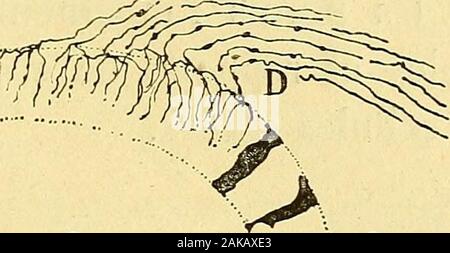 Les nouvelles idées sur la structure du système nerveux : chez l'homme et chez les vertébrés . es. Lexpansionextérieure des cellules bipolaires acoustiques est plus épaisseque lexpansion interne et peut être regardée comme un pro-longement protoplasmique, tandis que lexpansion interne ouprofonde, beaucoup plus fine, peut être considérée commeun véritable cylindre ax. Lexcitation recueillie par les cellulesépithéliales est portée aux ramifications du prolongement pro-toplasmique, et ensuite au corps de la cellule nerveuse bipolaire et à safiber. Celle-ci la conduit au bulbe où se trouventsûrem Banque D'Images