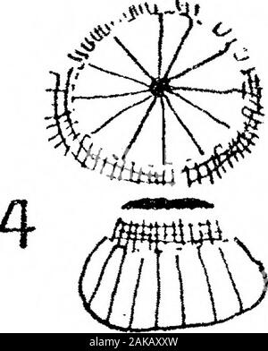 L'anatomie et la morphologie des feuilles et des inflorescences de Welwitschia mirabilis . Banque D'Images