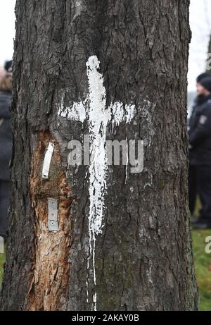 08 janvier 2020, Mecklembourg-Poméranie-Occidentale, Neunkirchen : croix blanches sont peintes sur les arbres de l'avenue road district K 5 près de Greifswald. Des activistes protestent contre l'abattage des arbres pour l'extension de la zone de la mer Baltique cycle côtières chemin. Les militants du mouvement pour la justice climatique Greifswald veulent attirer l'attention sur les résidus des plantes de la zone Vorpommern-Greifswald. Selon le mouvement pour la justice climatique, il y a un manque de plus de 4 000 arbres le long des routes de district, dans l'arrondissement de Poméranie-occidentale-Greifswald. La réserve est également dirigée contre la possibilité de Banque D'Images