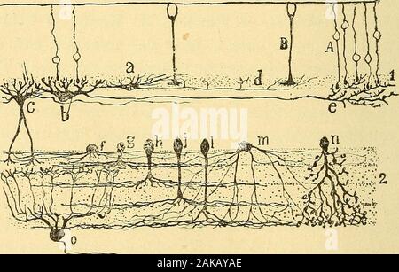 Les nouvelles idées sur la structure du système nerveux : chez l'homme et chez les vertébrés . r grande taille. Leurs expansions protoplasmiques sont épaisses, horizon-tales, et finissent, à une assez faible distance, par des tribunaux supé-ramus, digitiformes et ascendants. Lexpansion nerveuseou cylindraxile sólido est horizontale ; et elle a étédéjà vue par Tartuferi. Dogiel, qui Ta colorée récemment aubleu de méthylène, supposons que quaprès un parcours, elle horizontalvariable descendre brusquement, à travers les divans réti-niennes, pour se continuer avec une fibre du nerf optique  ; mais, à aucun Banque D'Images