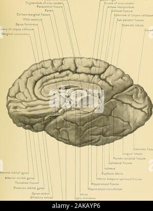 Anatomie chirurgicale : un traité sur l'anatomie humaine dans son application à la pratique de la médecine et chirurgie . r de l'hémisphère du cerveau, innnediatelybehind l'ouverture de la scissure de Rolando. À partir du moment où s'thefissure vers le haut pour atteindre la marge du continent américain il y a frequentlyfound, suivant la direction d'origine du calloso-marginal, une petite fissurewhich sépare le lobule quadrangulaire du fornicatus godronné. Cela, dans le champ Nom de la fissure, subparietal est une succursale de l'calloso-marginal, comme c'est aussi theparacentral fissure. Le calloso-maiginal fissur Banque D'Images