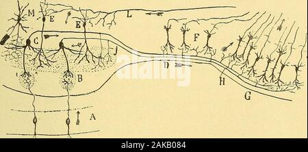 Les nouvelles idées sur la structure du système nerveux : chez l'homme et chez les vertébrés . avril récepteur des courants et où le cylindreaxe serait un conducteur cellulifuge, la marche du mouvementnerveux serait la suivante : limpression recueilliedans la muqueuse olfactive par Texpansion périphérique des cellulesbipolaires aux glomérules est transmise par le prolongementinterne ou nerveux ; cest dans les glomérules que, grâce, à MUaUEUSE ET BULBE OLFACTIFS 109 leur panache protoplasmique, les corpuscules mitraux aussibien que les cellules pyramidales ou fusiformes de la couchemoléculaire v Banque D'Images