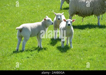 Les agneaux gallois mignons sur un pâturage de montagne dans un champ d'herbe fraîche de qualité sur une journée ensoleillée très regarder en bonne santé et en très bon état général Banque D'Images