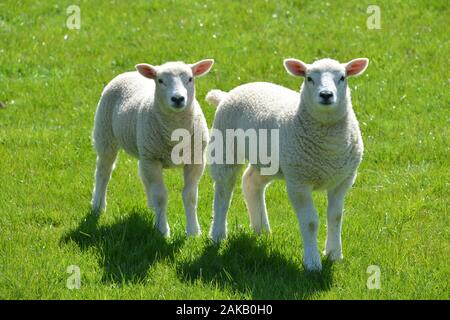 Les agneaux gallois mignons sur un pâturage de montagne dans un champ d'herbe fraîche de qualité sur une journée ensoleillée très regarder en bonne santé et en très bon état général Banque D'Images