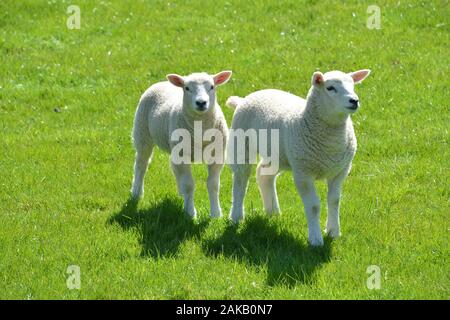 Les agneaux gallois mignons sur un pâturage de montagne dans un champ d'herbe fraîche de qualité sur une journée ensoleillée très regarder en bonne santé et en très bon état général Banque D'Images