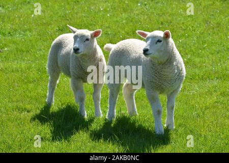 Les agneaux gallois mignons sur un pâturage de montagne dans un champ d'herbe fraîche de qualité sur une journée ensoleillée très regarder en bonne santé et en très bon état général Banque D'Images