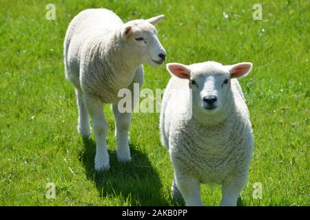 Les agneaux gallois mignons sur un pâturage de montagne dans un champ d'herbe fraîche de qualité sur une journée ensoleillée très regarder en bonne santé et en très bon état général Banque D'Images