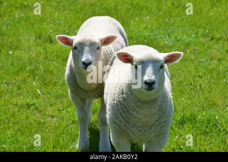 Les agneaux gallois mignons sur un pâturage de montagne dans un champ d'herbe fraîche de qualité sur une journée ensoleillée très regarder en bonne santé et en très bon état général Banque D'Images