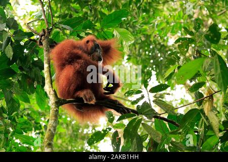 Orangutan femme dans le parc national de gunung leuser Banque D'Images